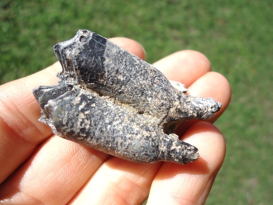 Large image 3 Llama Molar from Famous Leisey Shell Pit