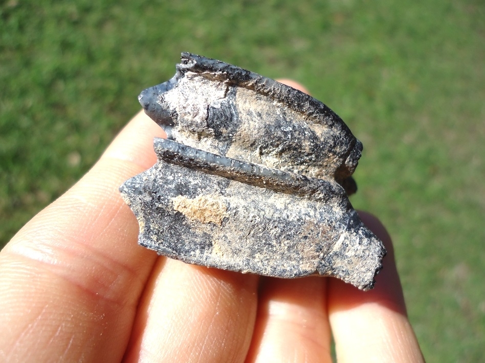 Large image 4 Llama Molar from Famous Leisey Shell Pit