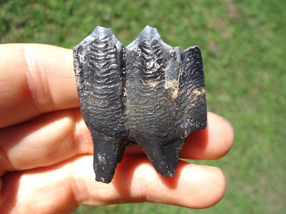 Large image 1 Llama Molar from Famous Leisey Shell Pit