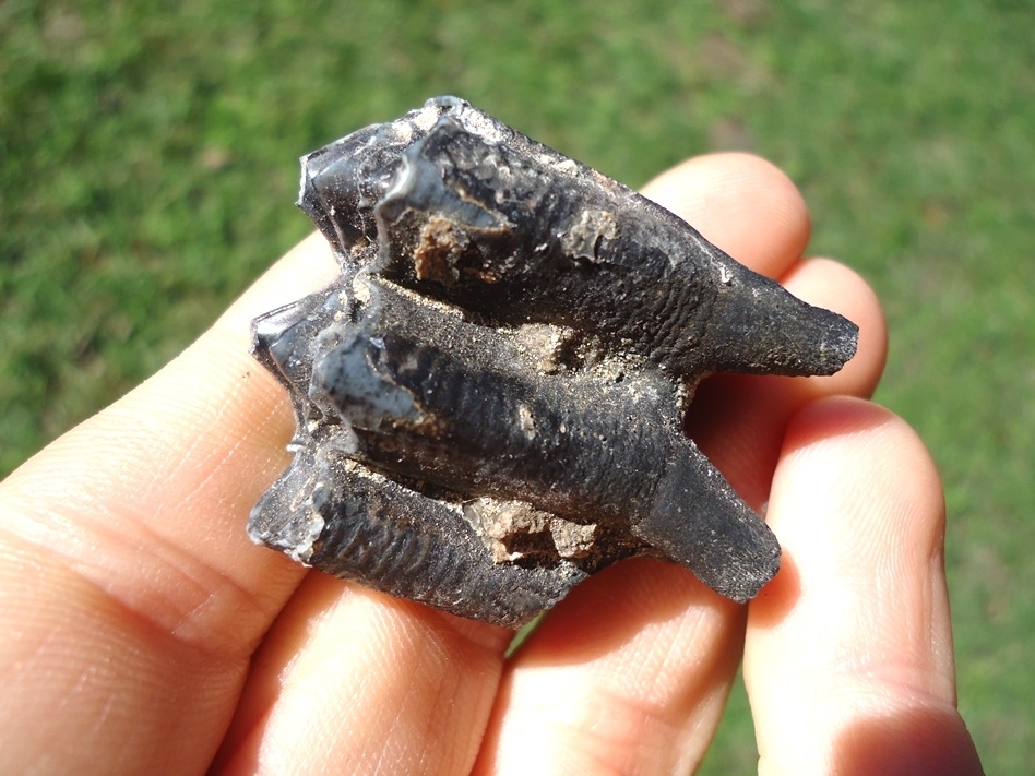 Large image 3 Llama Molar from Famous Leisey Shell Pit