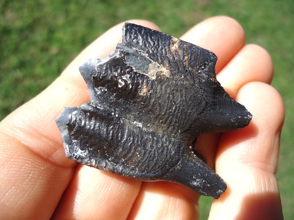 Large image 4 Llama Molar from Famous Leisey Shell Pit