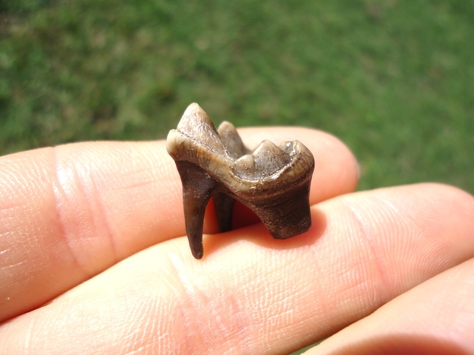 Large image 1 Flawless Coyote Molar