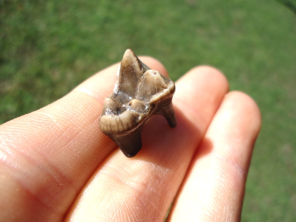 Large image 4 Flawless Coyote Molar
