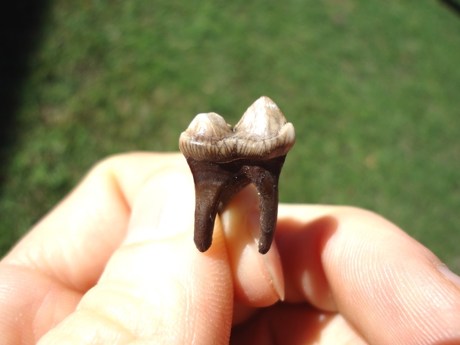 Large image 5 Flawless Coyote Molar