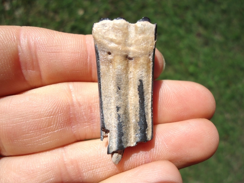 Large image 1 Attractive Three Toed Horse Molar from Bone Valley