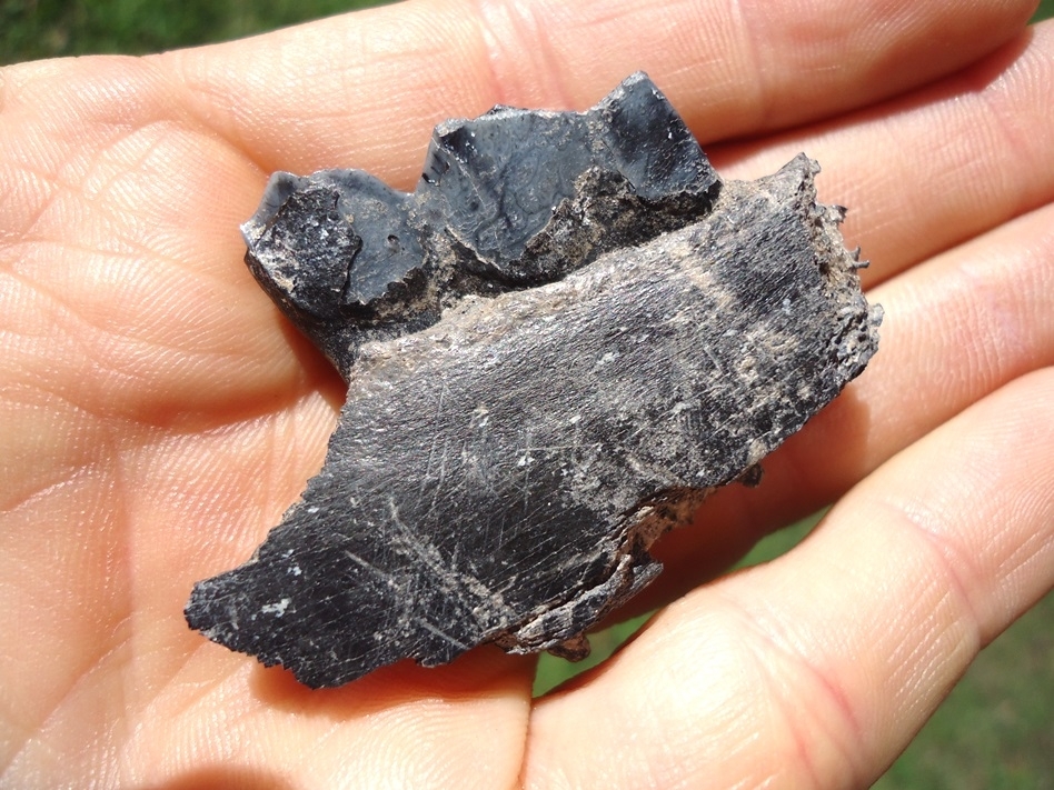 Large image 4 Llama Molar in Section of Jaw from Leisey Shell Pit