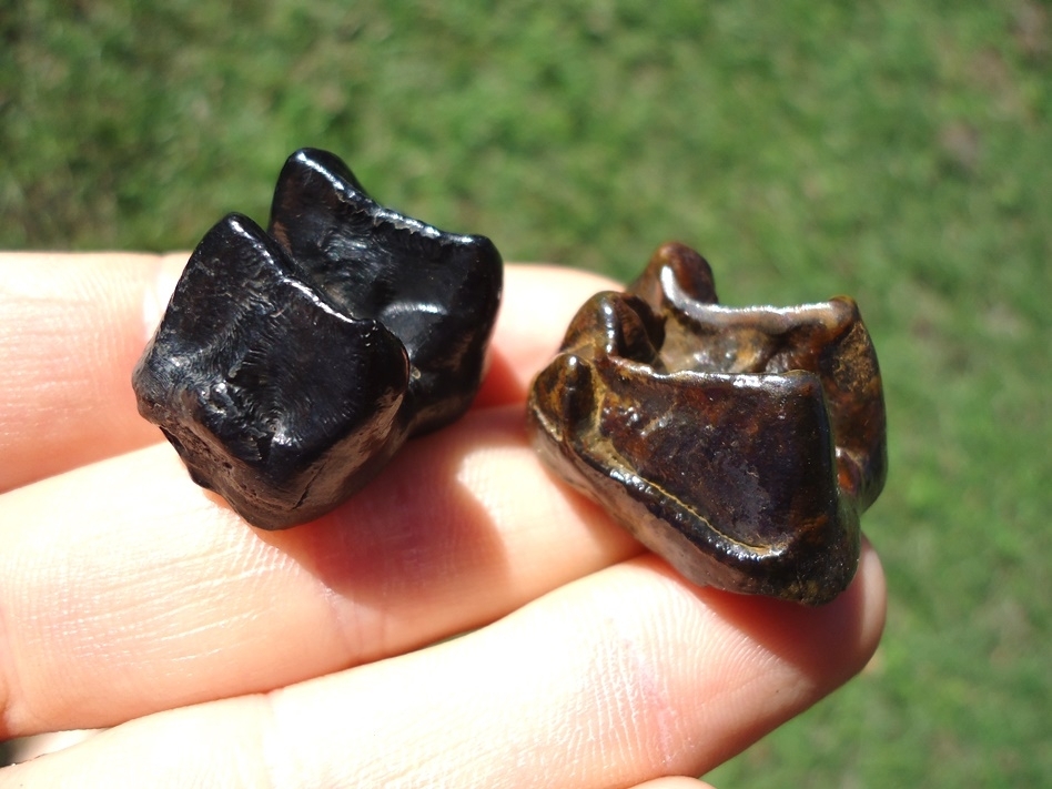 Large image 1 Two Top Quality Glossy Tapir Molars