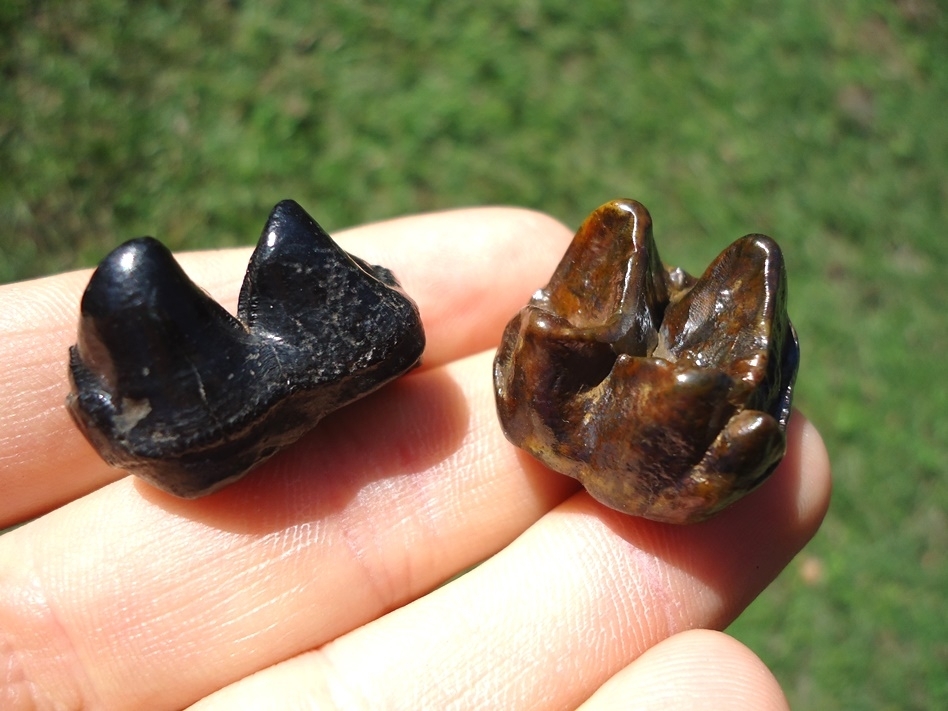 Large image 2 Two Top Quality Glossy Tapir Molars