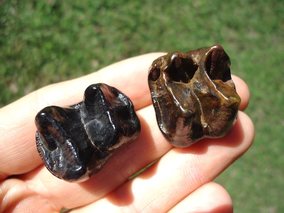 Large image 3 Two Top Quality Glossy Tapir Molars