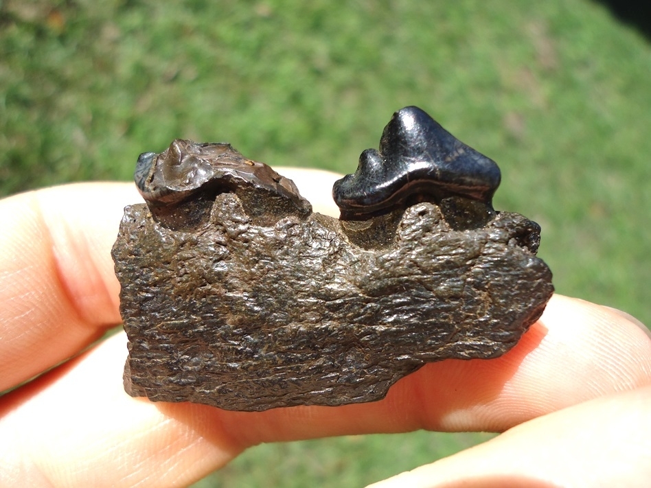 Large image 1 Section of Dire Wolf Mandible with Two Premolars