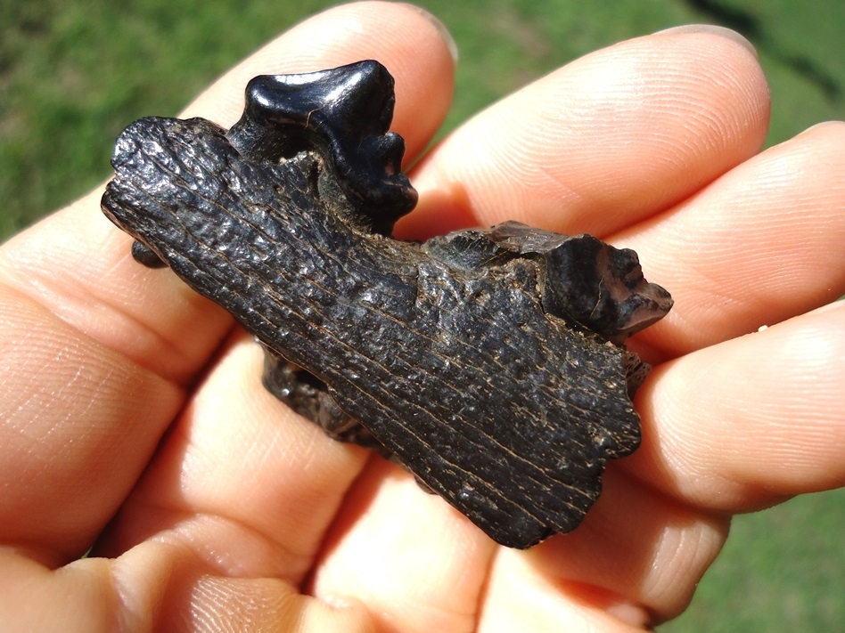 Large image 3 Section of Dire Wolf Mandible with Two Premolars