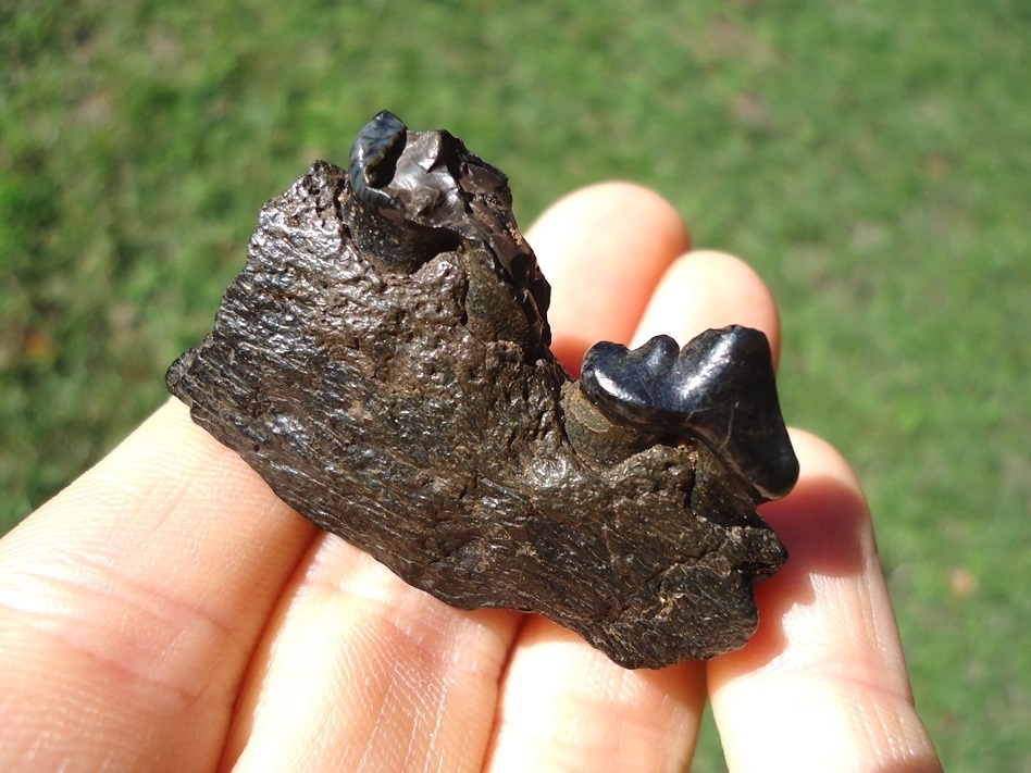 Large image 4 Section of Dire Wolf Mandible with Two Premolars