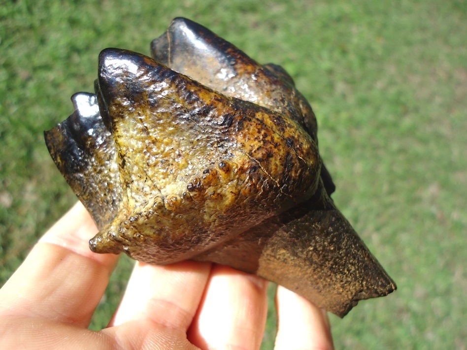 Large image 1 Gorgeous Colorful Partial Mastodon Tooth