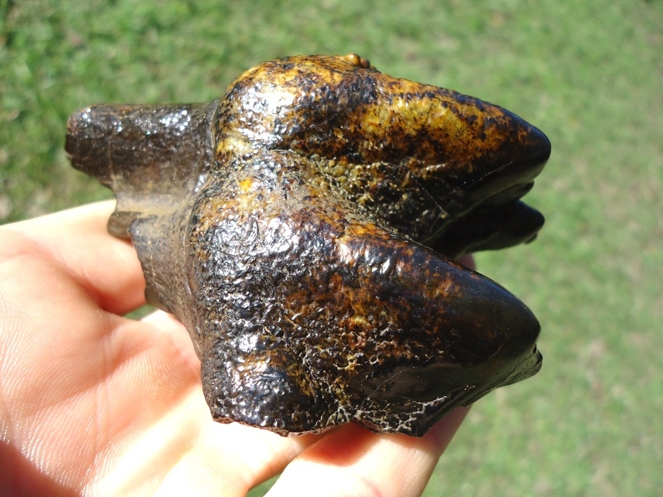 Large image 2 Gorgeous Colorful Partial Mastodon Tooth