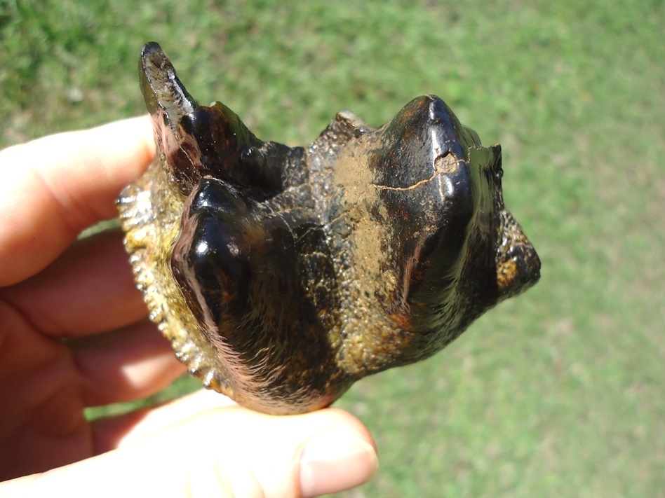 Large image 3 Gorgeous Colorful Partial Mastodon Tooth