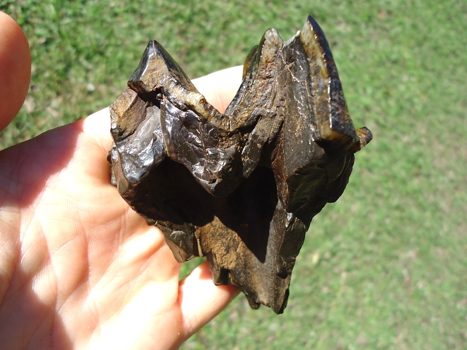 Large image 4 Gorgeous Colorful Partial Mastodon Tooth