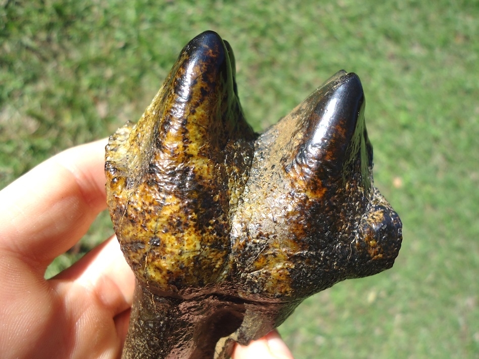 Large image 5 Gorgeous Colorful Partial Mastodon Tooth