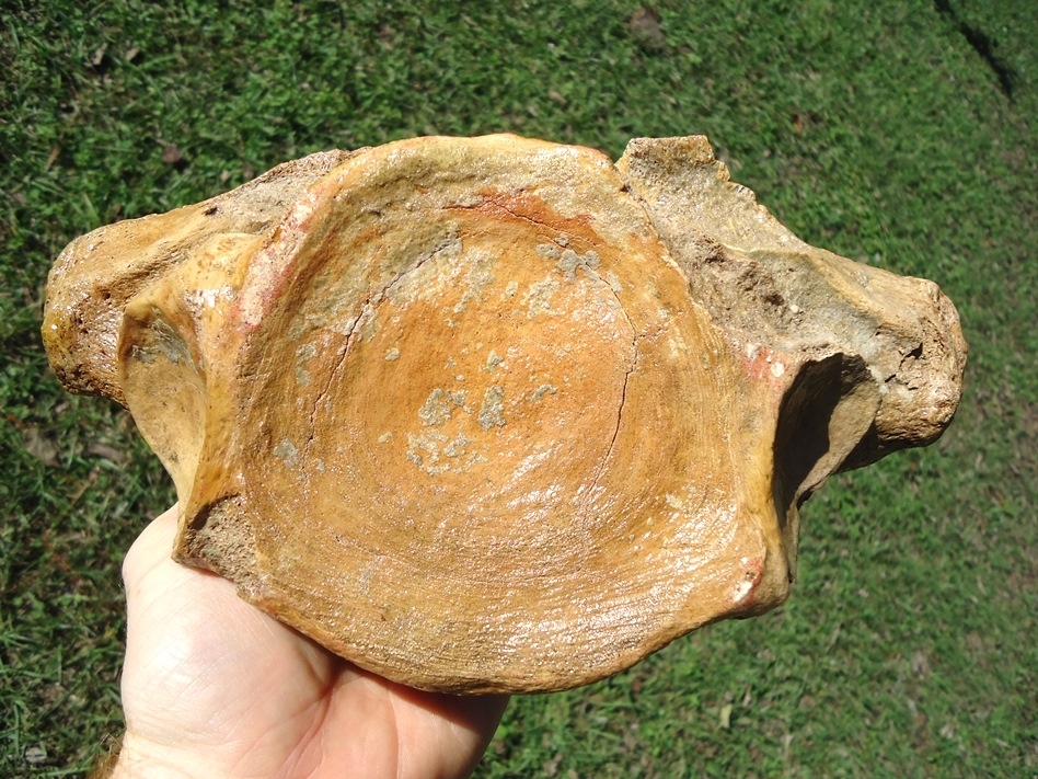 Large image 1 Very Attractive Mastodon Vertebra