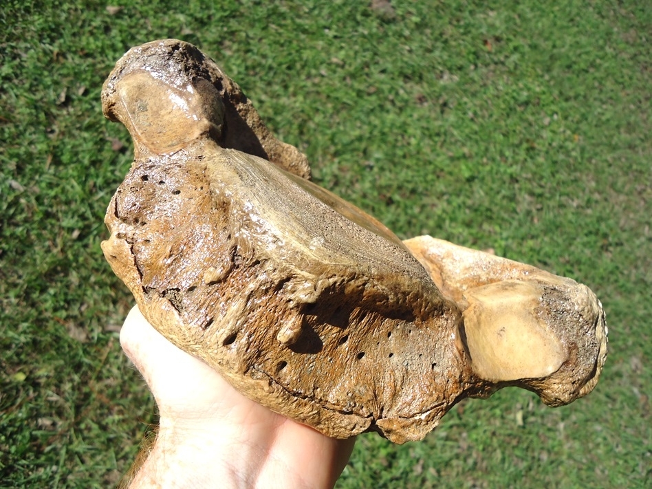 Large image 2 Very Attractive Mastodon Vertebra