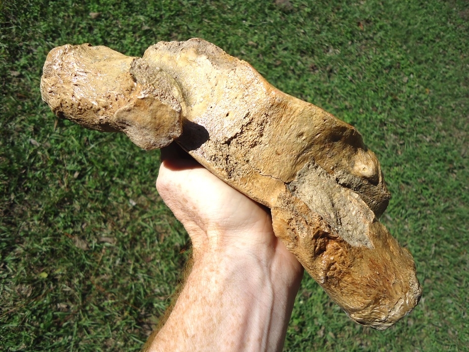 Large image 3 Very Attractive Mastodon Vertebra