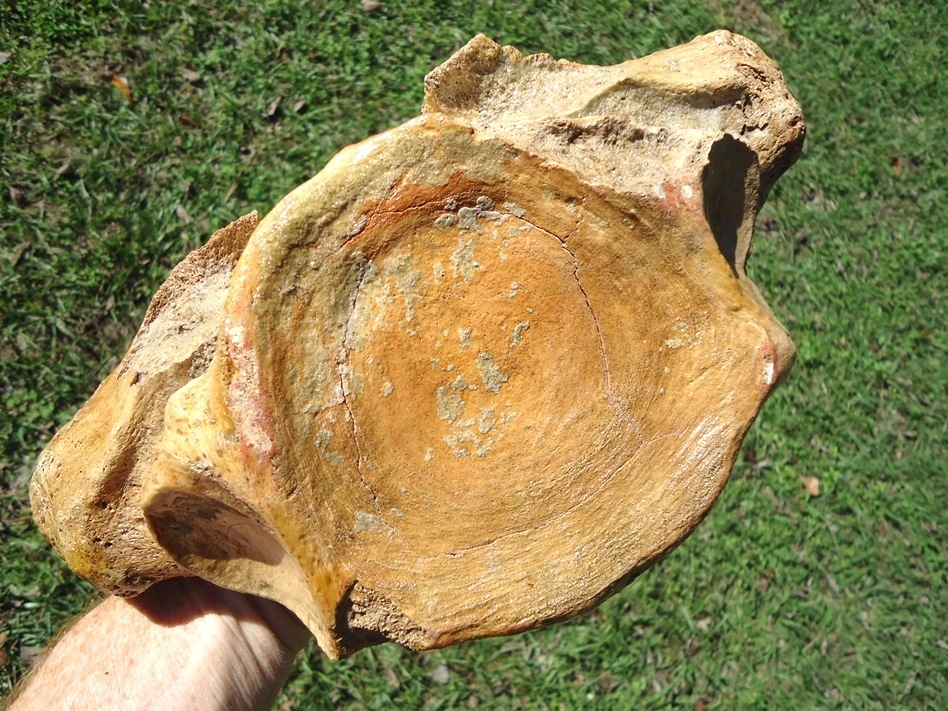 Large image 4 Very Attractive Mastodon Vertebra