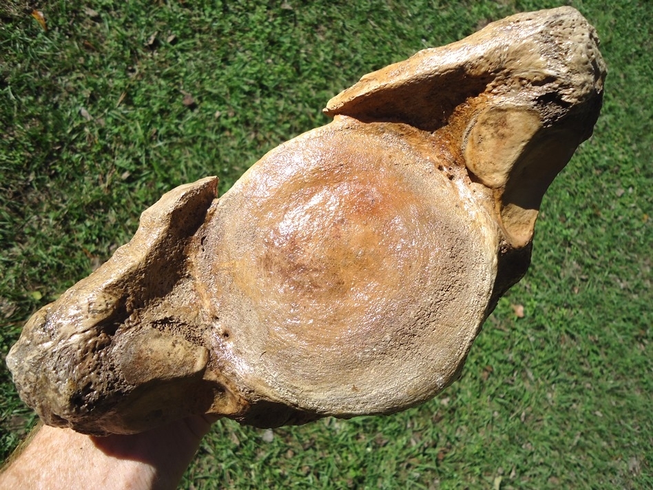 Large image 5 Very Attractive Mastodon Vertebra