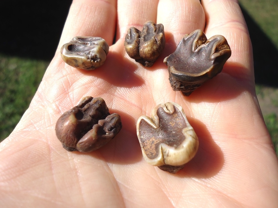 Large image 1 Five Top Quality Colorful Manatee Teeth