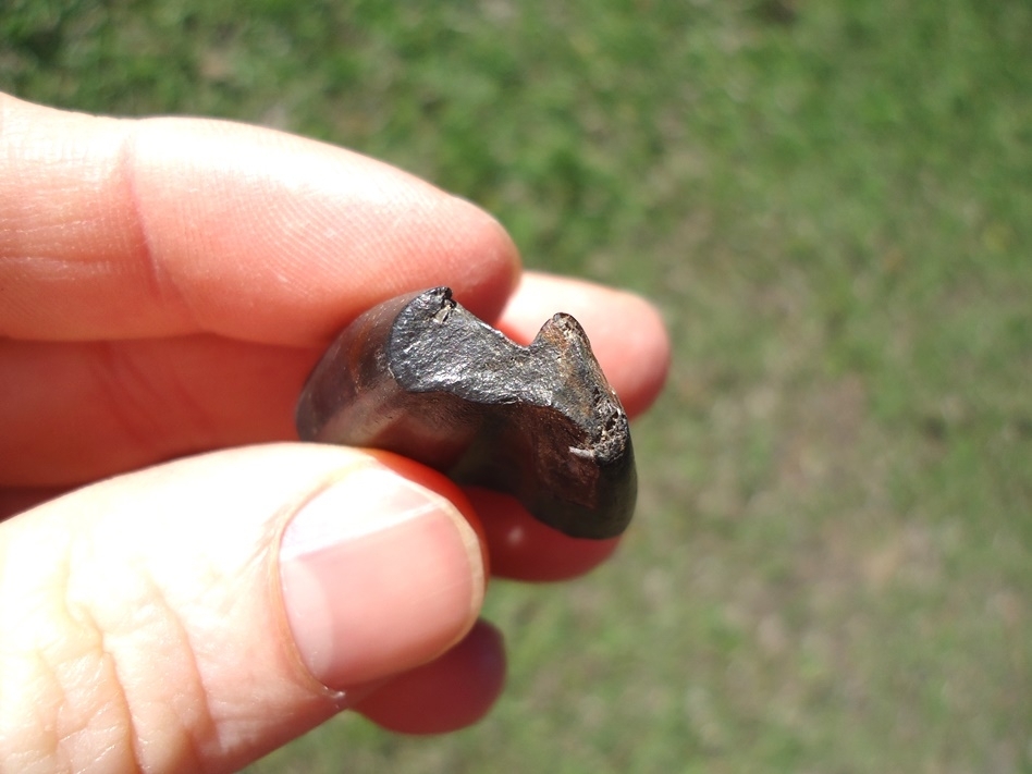 Large image 2 Very Rare Juvenile Paramylodon Sloth Tooth