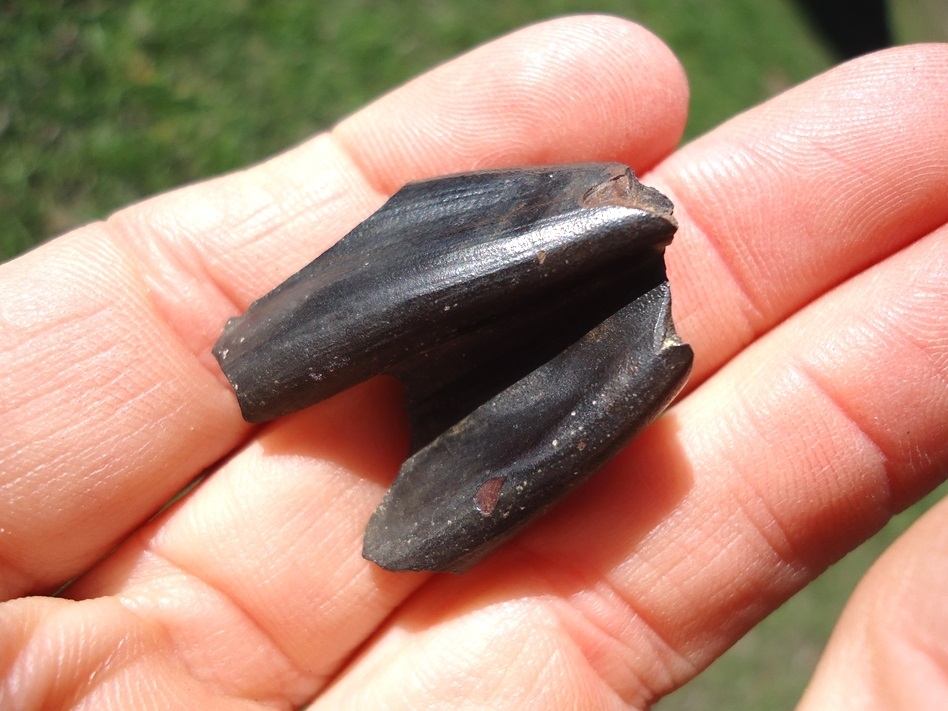 Large image 3 Very Rare Juvenile Paramylodon Sloth Tooth