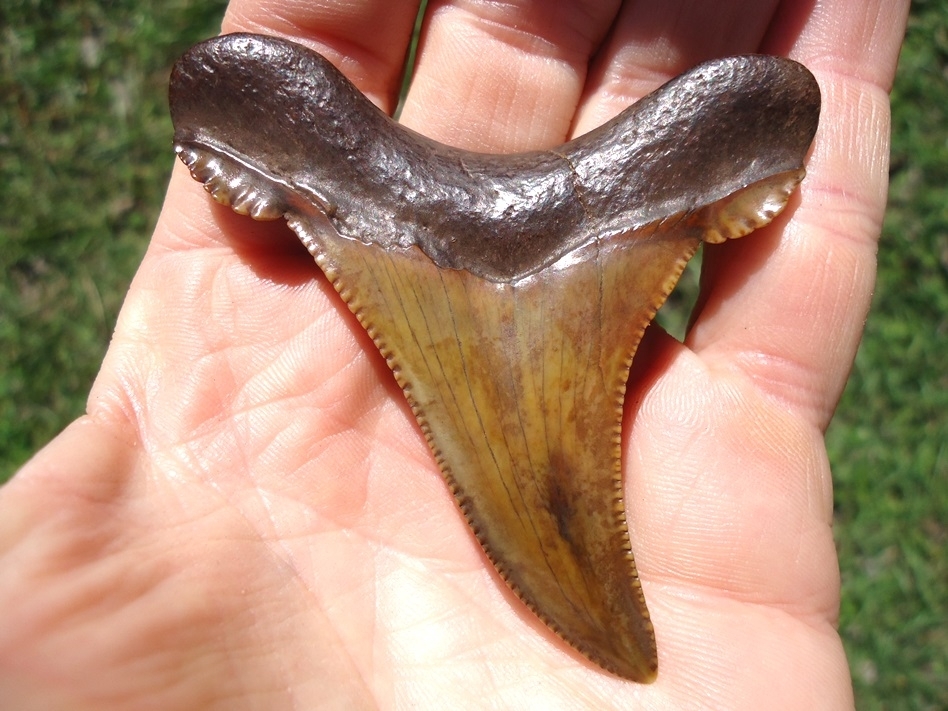 Large image 5 Exceptional Colorful 2.94' Auriculatus Shark Tooth
