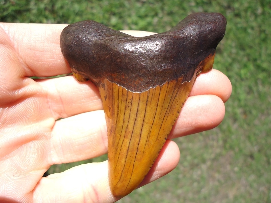 Large image 1 Atomic Orange 3.14' Suwannee River Auriculatus Shark Tooth