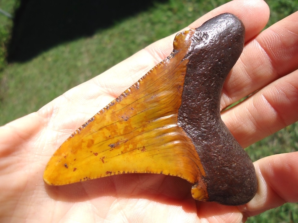 Large image 3 Atomic Orange 3.14' Suwannee River Auriculatus Shark Tooth