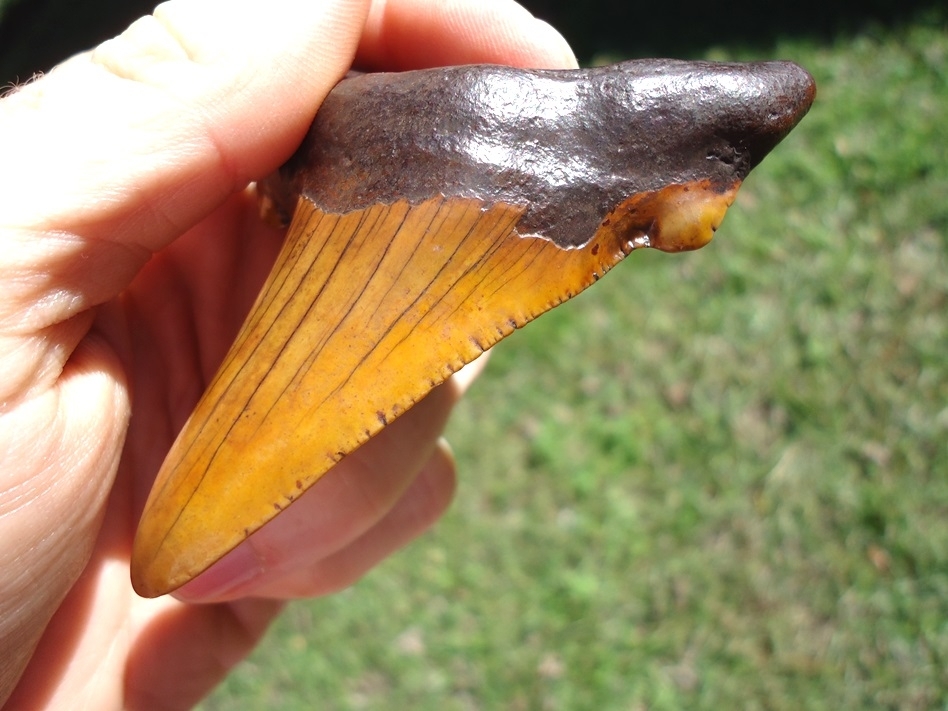 Large image 4 Atomic Orange 3.14' Suwannee River Auriculatus Shark Tooth
