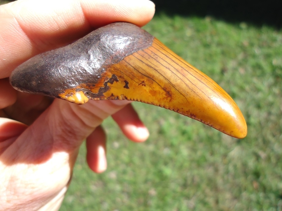 Large image 5 Atomic Orange 3.14' Suwannee River Auriculatus Shark Tooth