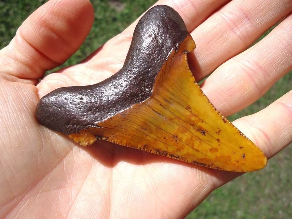 Large image 6 Atomic Orange 3.14' Suwannee River Auriculatus Shark Tooth