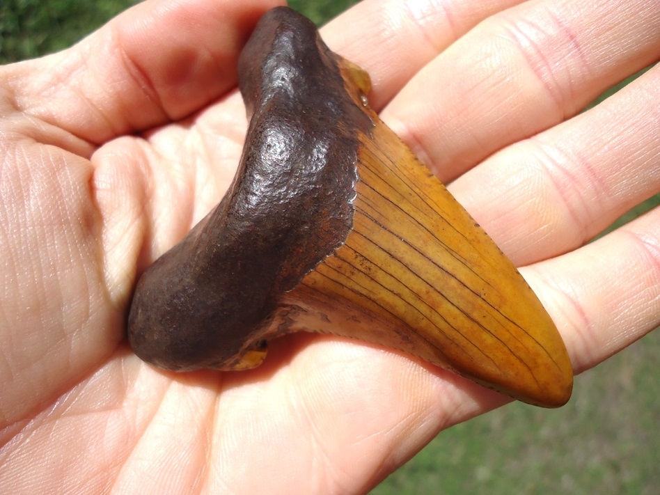 Large image 7 Atomic Orange 3.14' Suwannee River Auriculatus Shark Tooth