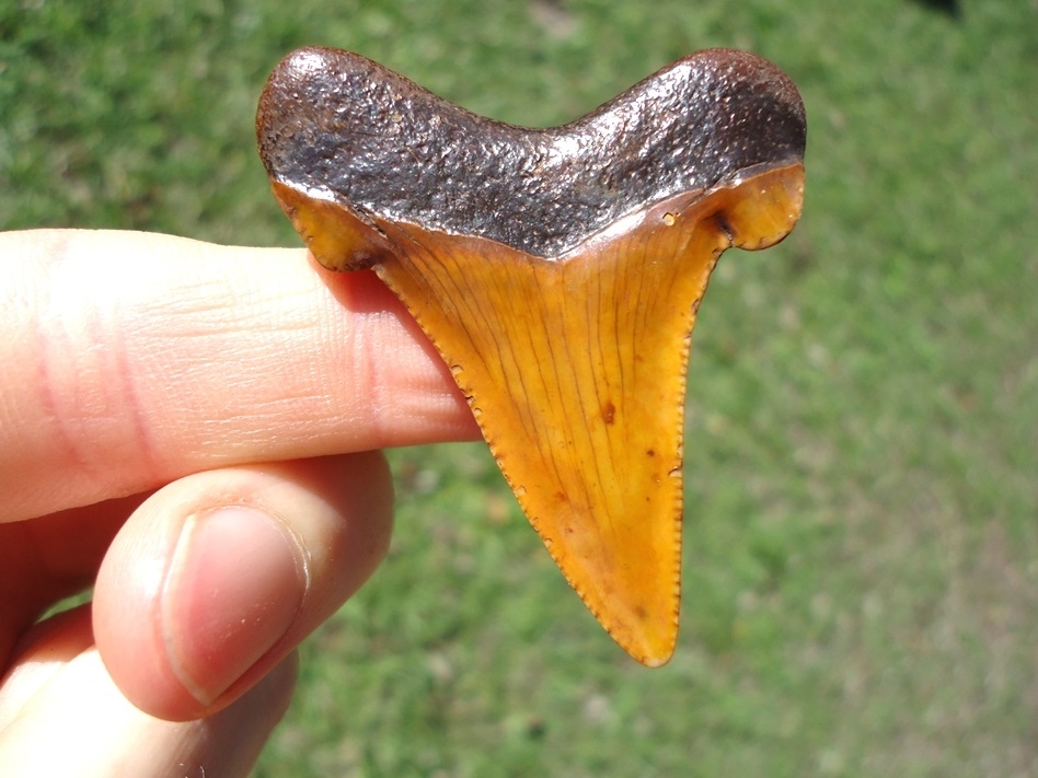 Large image 1 Top Quality Fiery Orange Suwannee River Auriculatus Shark Tooth