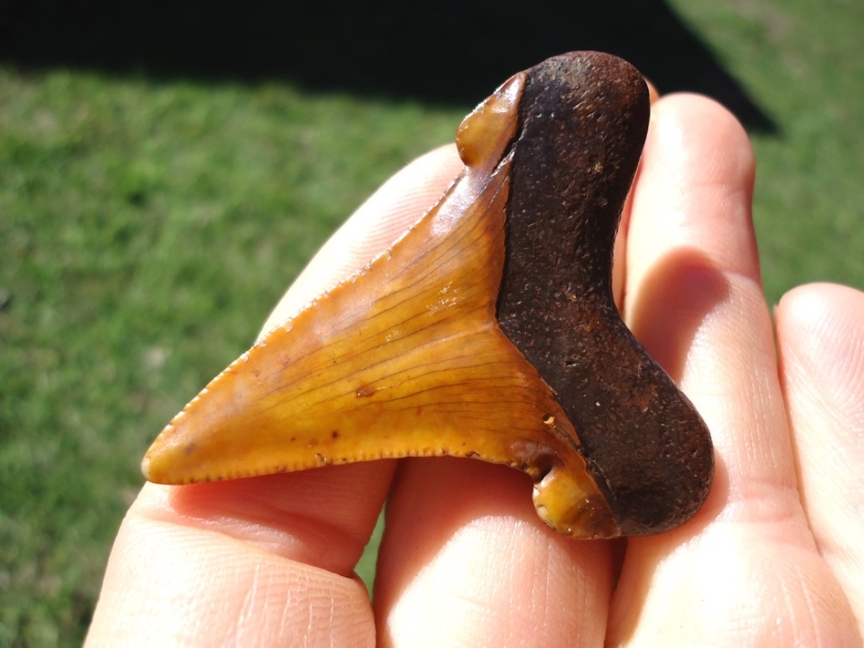 Large image 3 Top Quality Fiery Orange Suwannee River Auriculatus Shark Tooth
