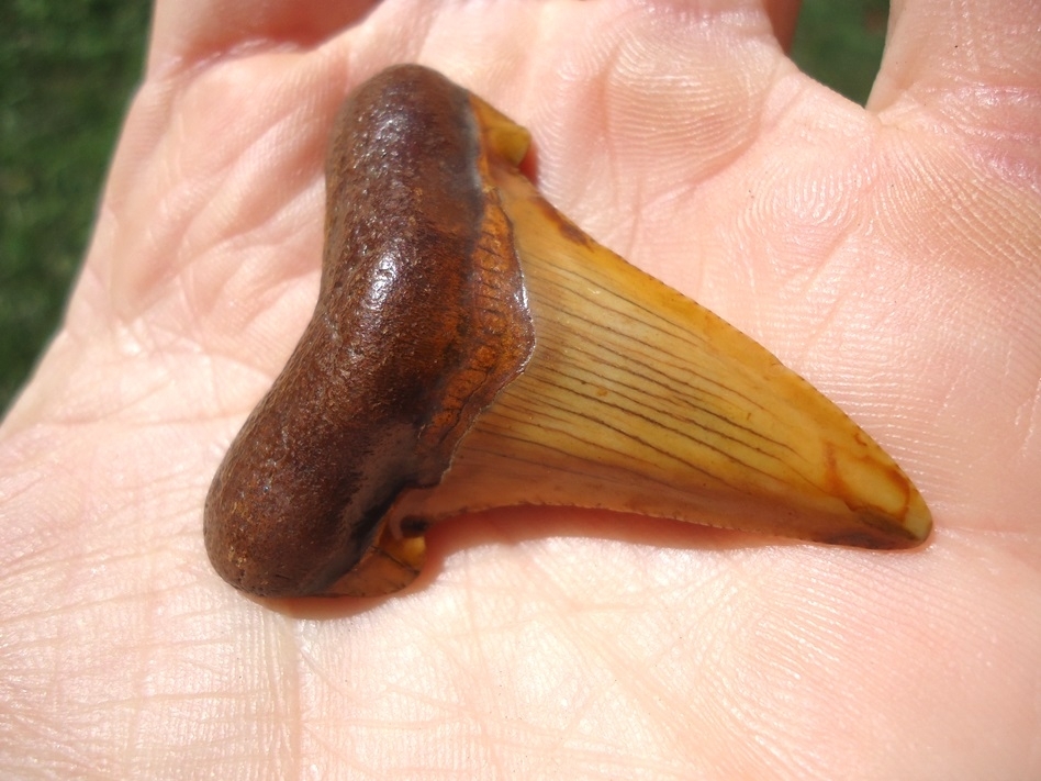 Top Quality Fiery Orange Suwannee River Auriculatus Shark Tooth