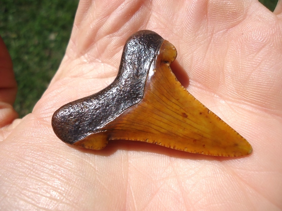 Large image 5 Top Quality Fiery Orange Suwannee River Auriculatus Shark Tooth