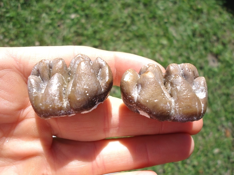 Large image 5 Incredible Matched Pair of Dugong Teeth