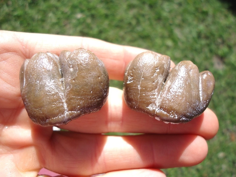 Large image 1 Incredible Matched Pair of Dugong Teeth