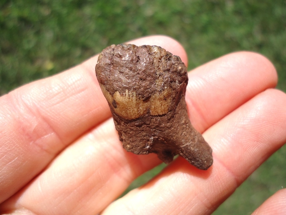 Large image 1 Very Rare Baby Mammoth Tooth