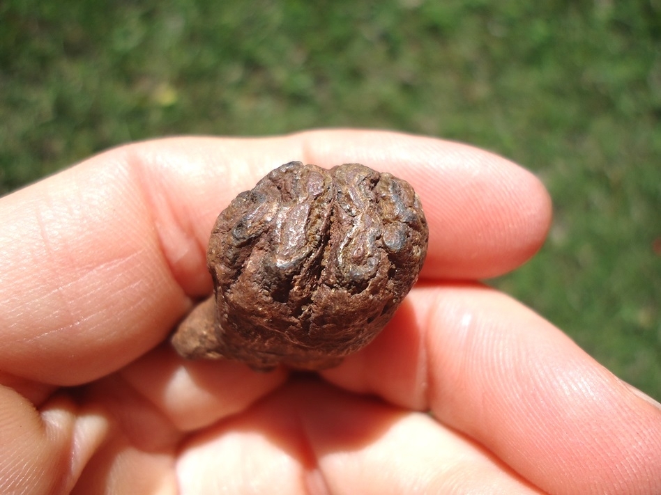 Large image 2 Very Rare Baby Mammoth Tooth