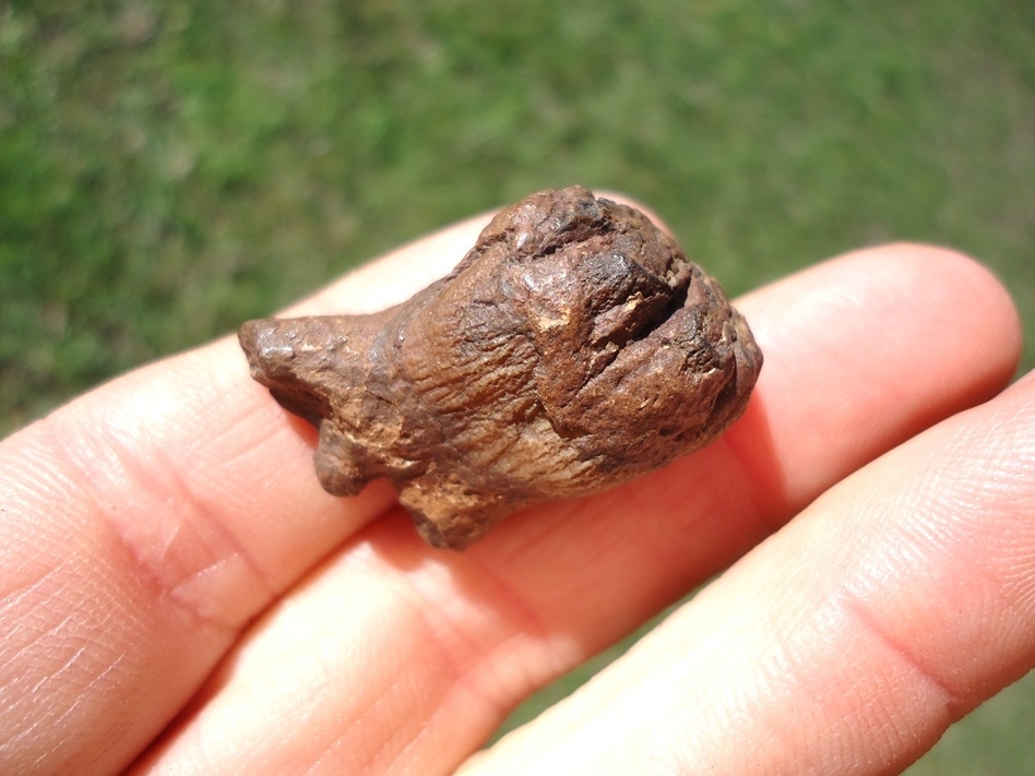 Large image 3 Very Rare Baby Mammoth Tooth