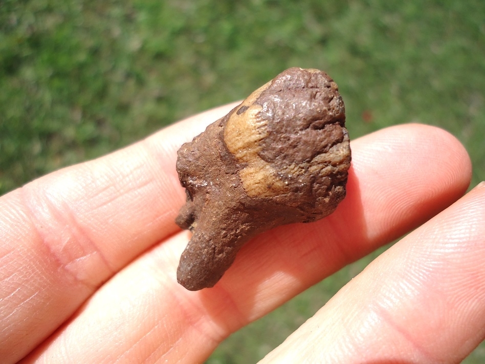 Large image 4 Very Rare Baby Mammoth Tooth