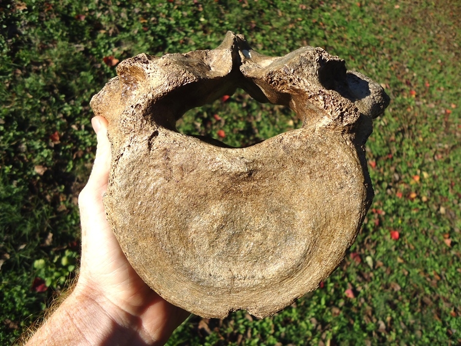 Large image 1 Excellent Mastodon Vertebra