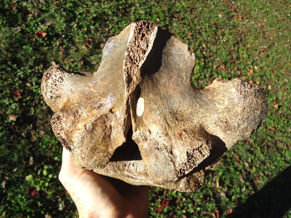 Large image 3 Excellent Mastodon Vertebra