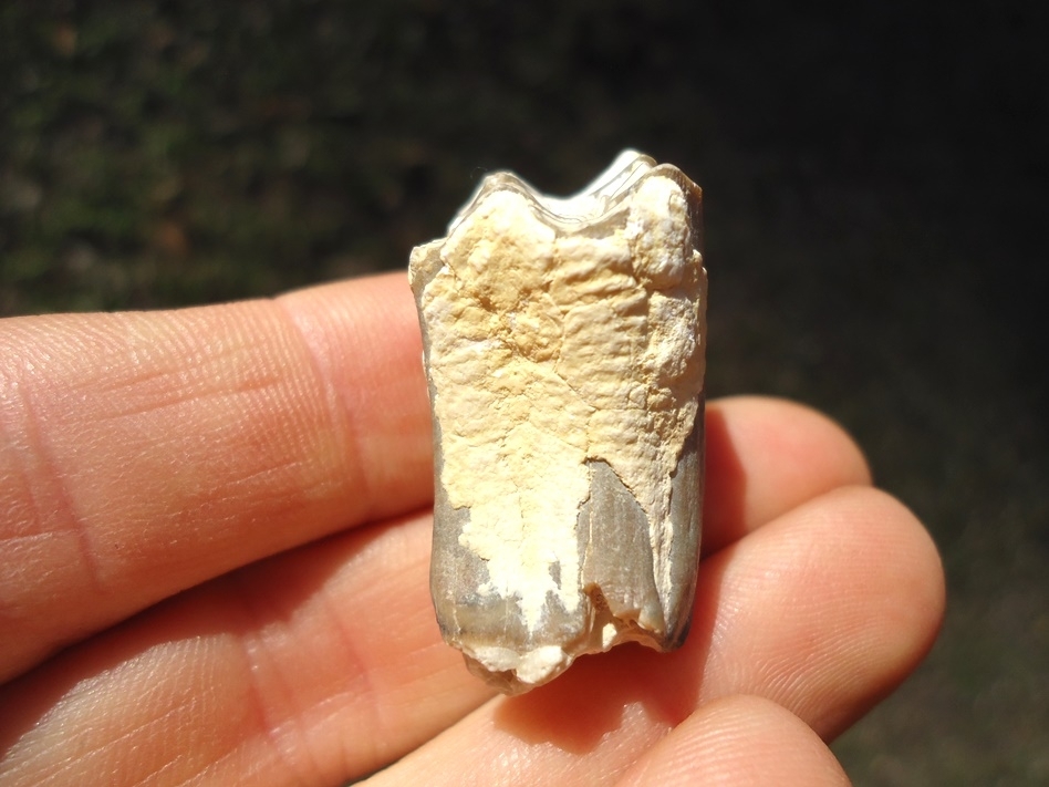 Large image 1 Highly Detailed Three Toed Horse Molar from Bone Valley