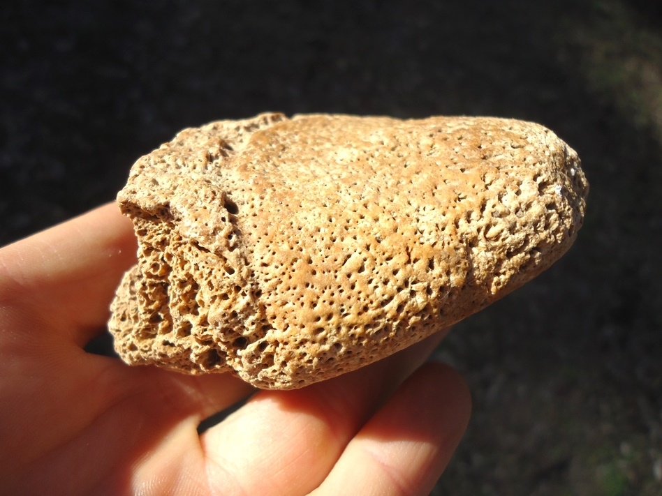 Large image 1 Monstrous Glyptodon Spike Scute